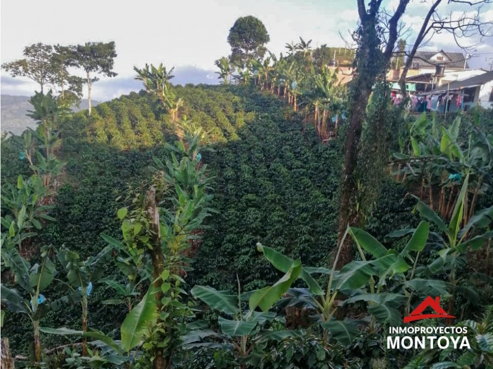 Finca cafetera tecnificada en Marsella, Risaralda - 5