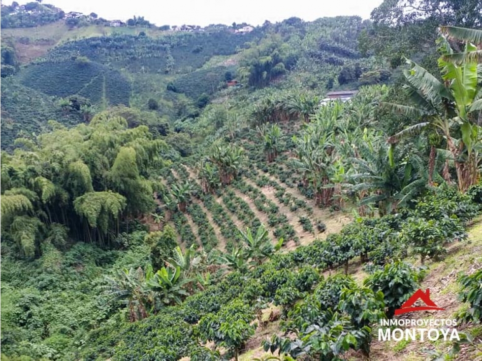 Finca cafetera tecnificada en Altagracia, Pereira — foto 4
