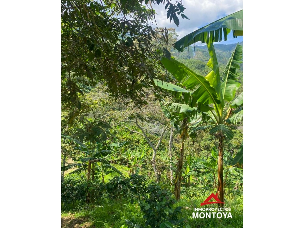 Lote de 5 cuadras cerca a Risaralda, Caldas - 4