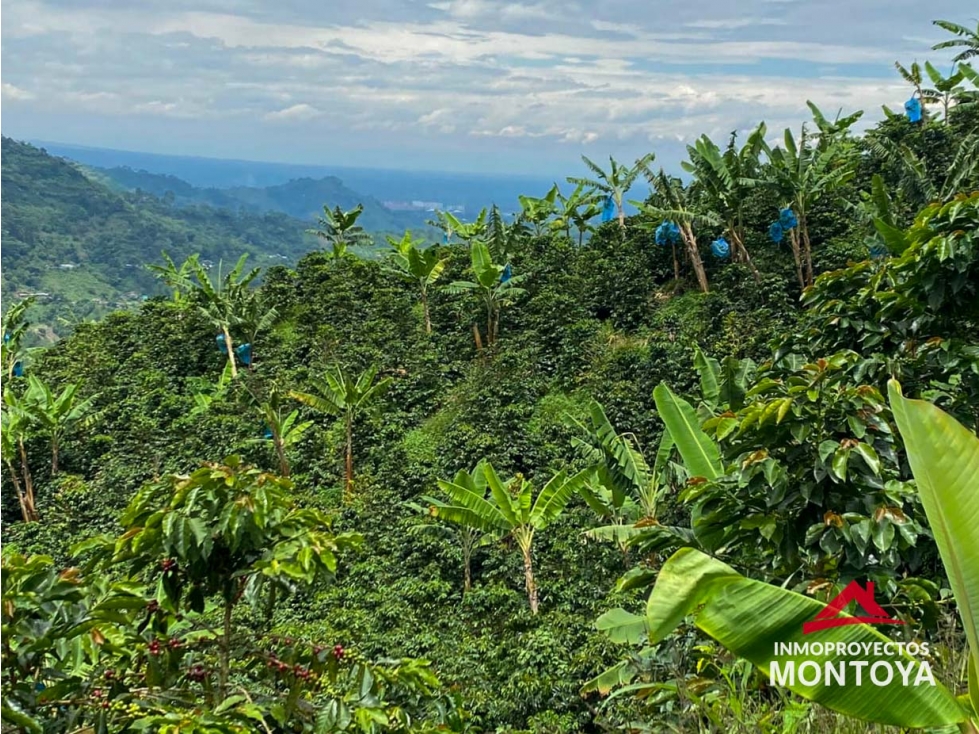 Finca cafetera tecnificada en Combia, Pereira — foto 4