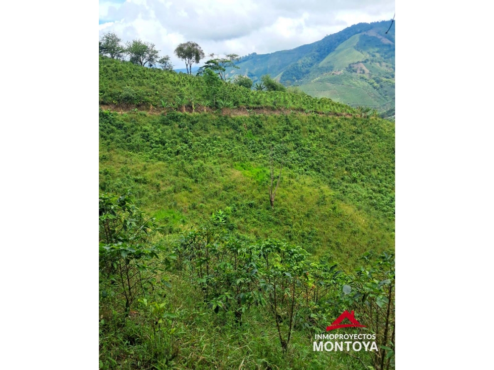 Finca cafetera en Santuario, Risaralda - 5