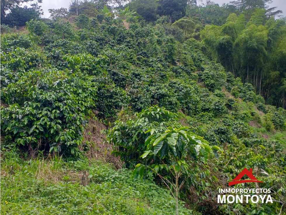 Finca cafetera de 23 cuadras en la vía a Armenia — foto 5