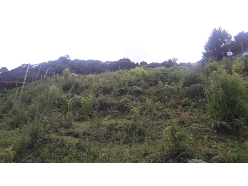 Venta de Lote Rural- El Retiro Antioquia - Vereda Pantalio — foto 6