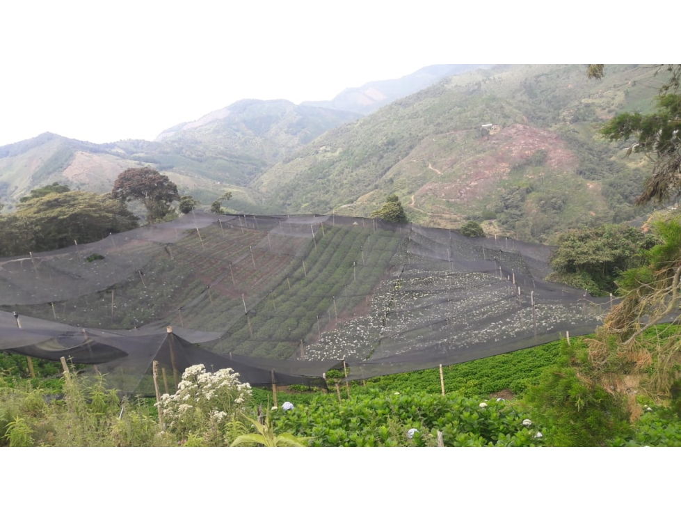 Venta de Lote Rural- El Retiro Antioquia - Vereda Pantalio — foto 2