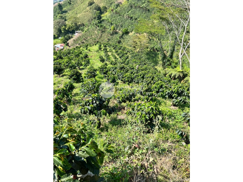 Finca en venta, Chinchiná, Caldas — foto 6