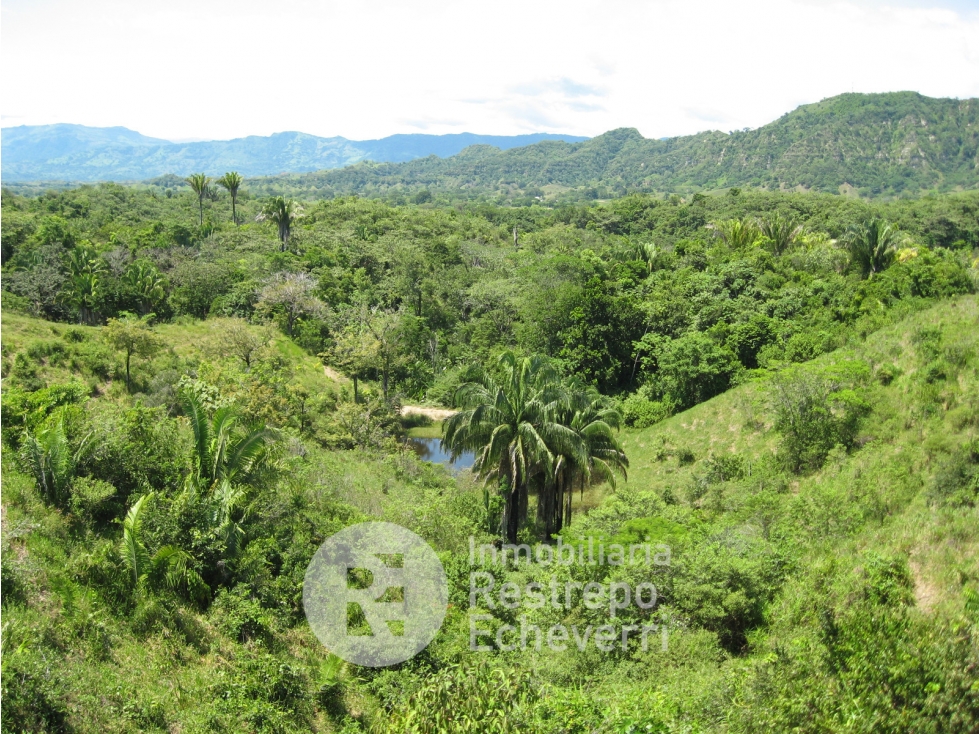 Finca en venta, La Dorada, Caldas. - 4