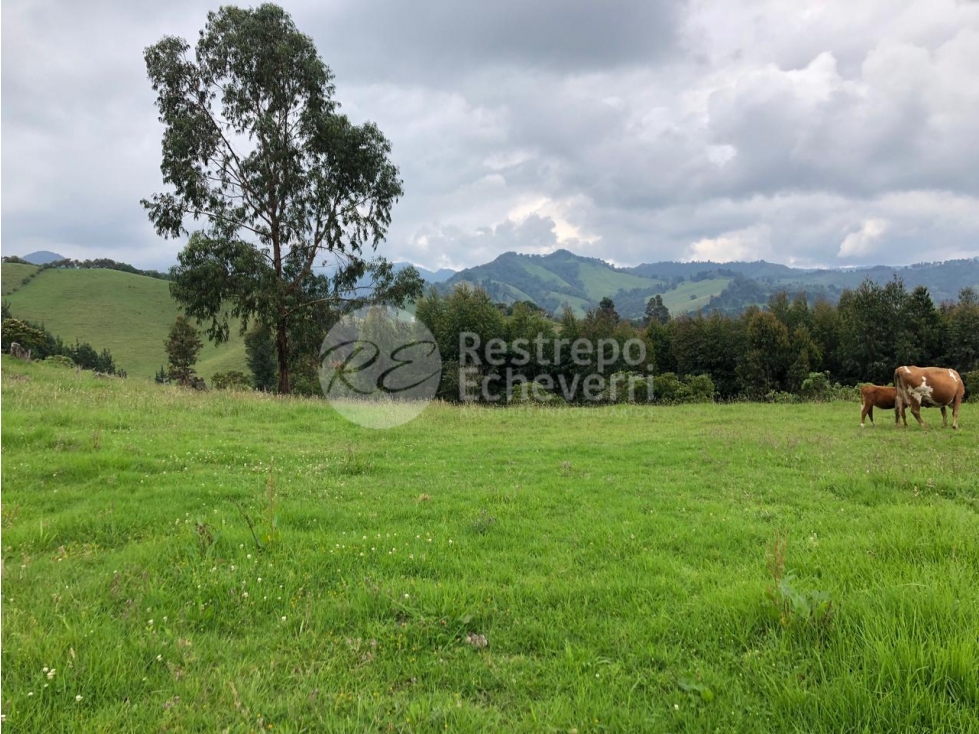 Lote en venta, Maltería , Manizales