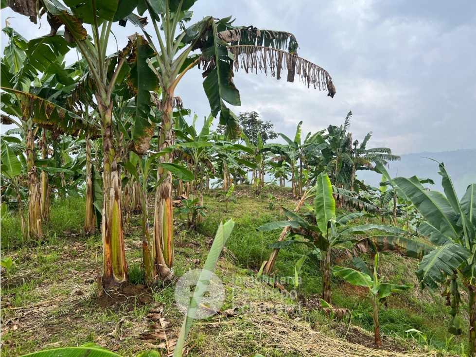 Finca en venta, La Trinidad, Manizales — foto 4