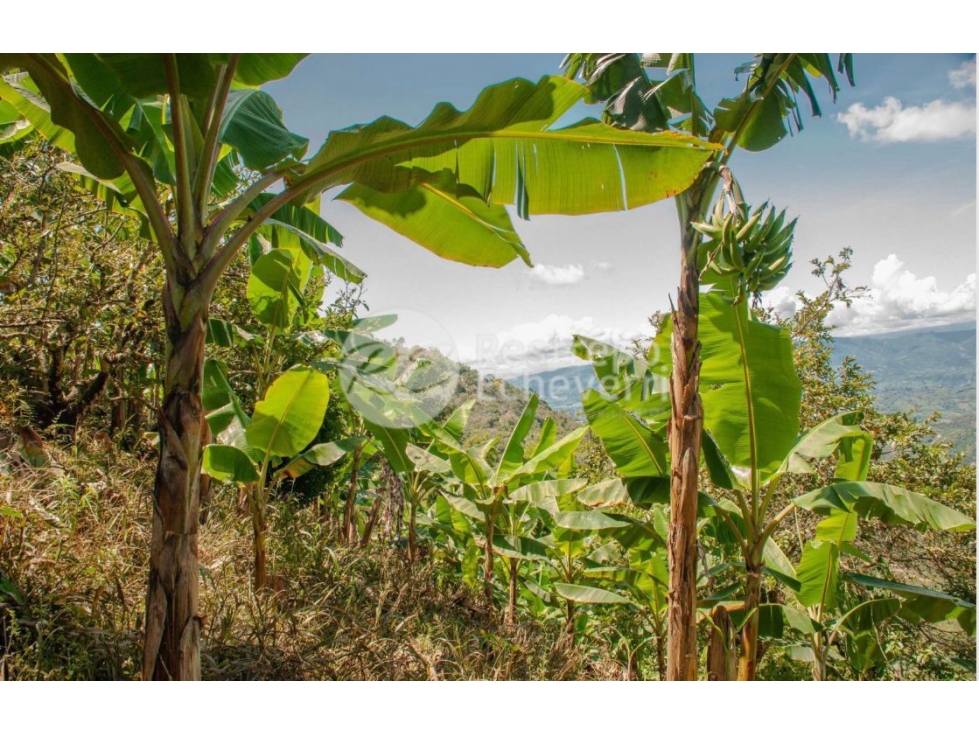Finca en venta, La Cabaña, Manizales — foto 4
