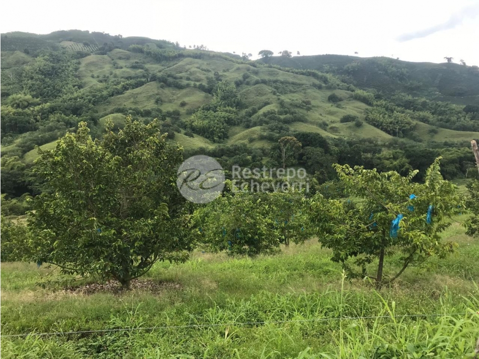 Finca en venta, vereda La Cabaña, Manizales — foto 6