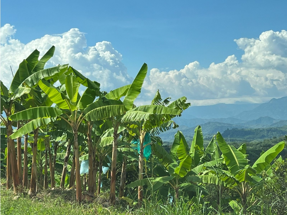 Finca en venta, vereda La Cabaña, Manizales — foto 2
