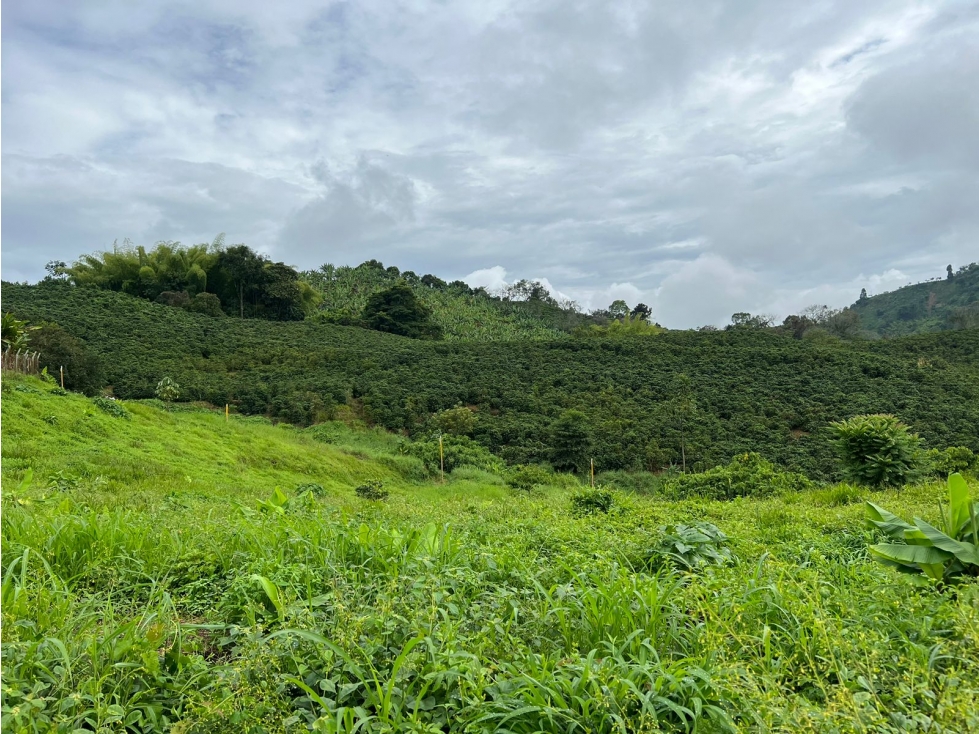 Vendo lote en conjunto, La Trinidad, Manizales — foto 2