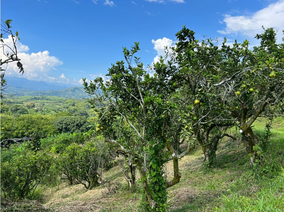 Finca en venta, vereda La Cabaña, Manizales — foto 4