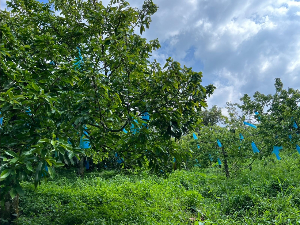 Finca en venta, vereda La Cabaña, Manizales — foto 5