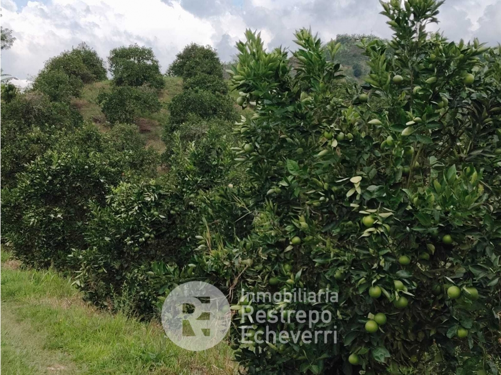 Finca en venta, Neira, Caldas - 5