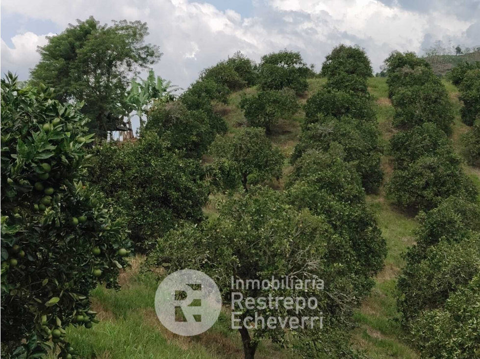 Finca en venta, Neira, Caldas - 6