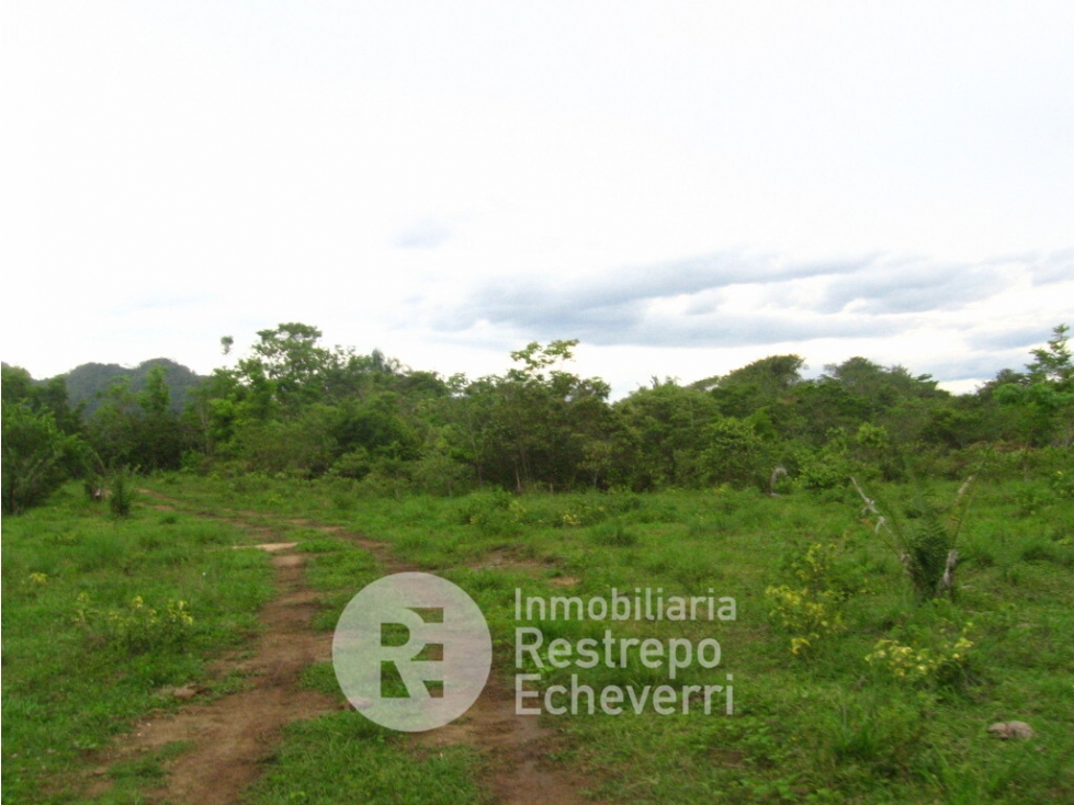 Finca en venta, La Dorada, Caldas. - 5