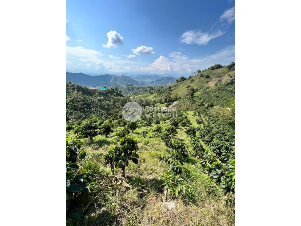 Finca en venta, Chinchiná, Caldas — foto 5