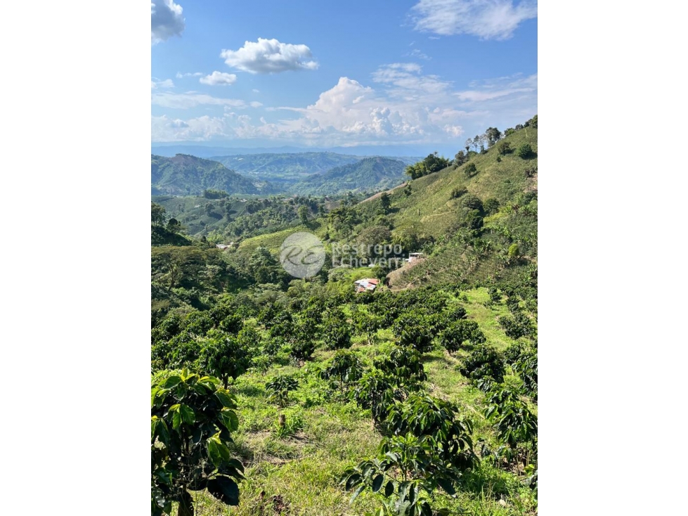Finca en venta, Chinchiná, Caldas — foto 4