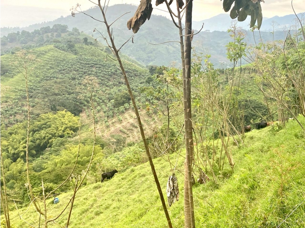 FINCA LOTE EN VENTA O PERMUTA EN CÓRDOBA, QUINDÍO IDEAL PARA GLAMPING — foto 4