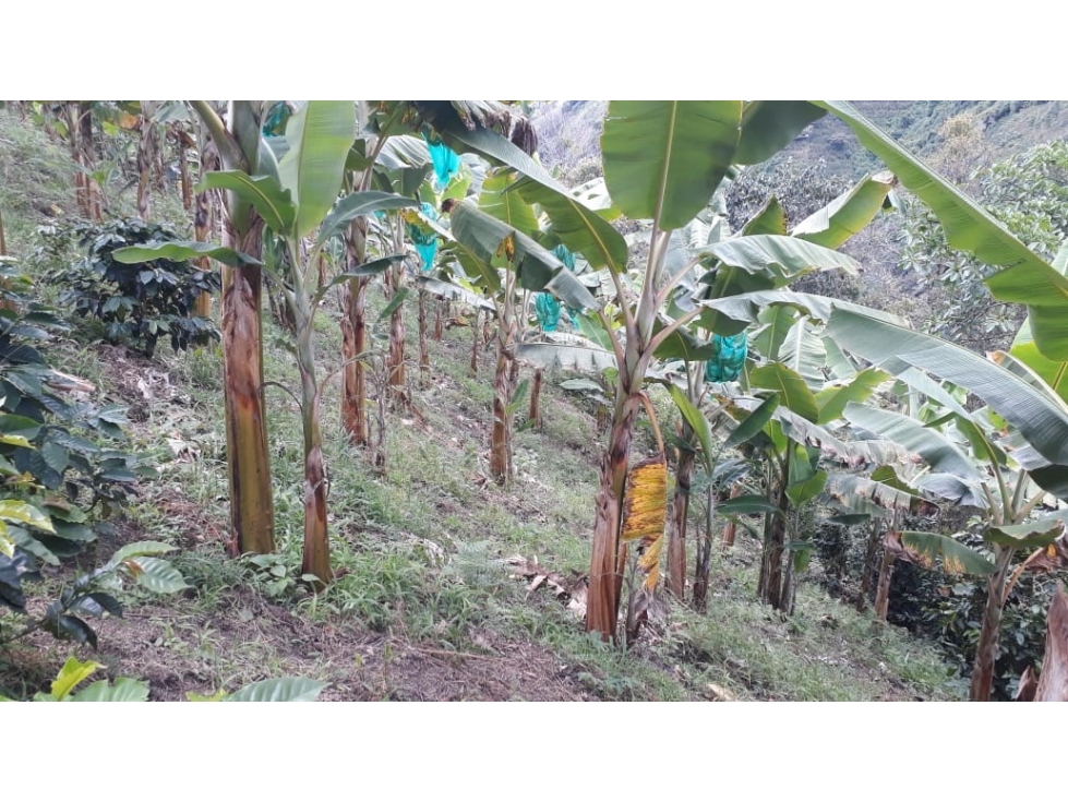 FINCA EN VENTA UBICADA EN BELÉN DE UMBRÍA RISARALDA - 5