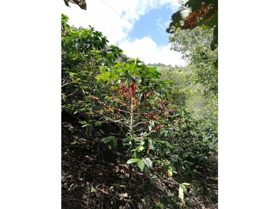 FINCA EN VENTA UBICADA EN BELÉN DE UMBRÍA RISARALDA - 3