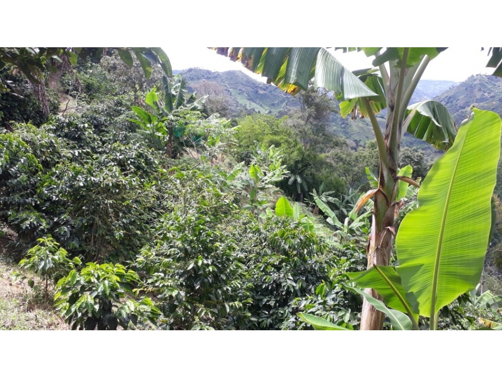 FINCA EN VENTA UBICADA EN BELÉN DE UMBRÍA RISARALDA - 6