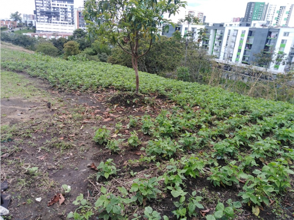 LOTE URBANO EN EL NORTE DE ARMENIA OPCIÓN VENTA O PERMUTA — foto 5