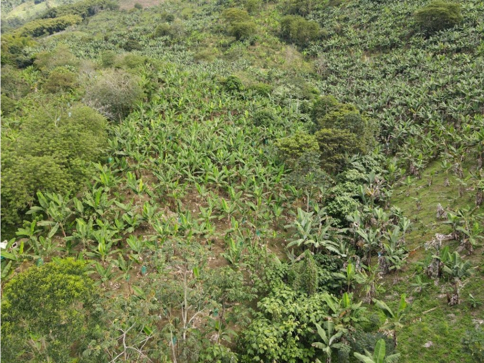 LOTE EN VENTA UBICADO EN BUENAVISTA QUINDÍO IDEAL PARA USO TURÍSTICO - 4