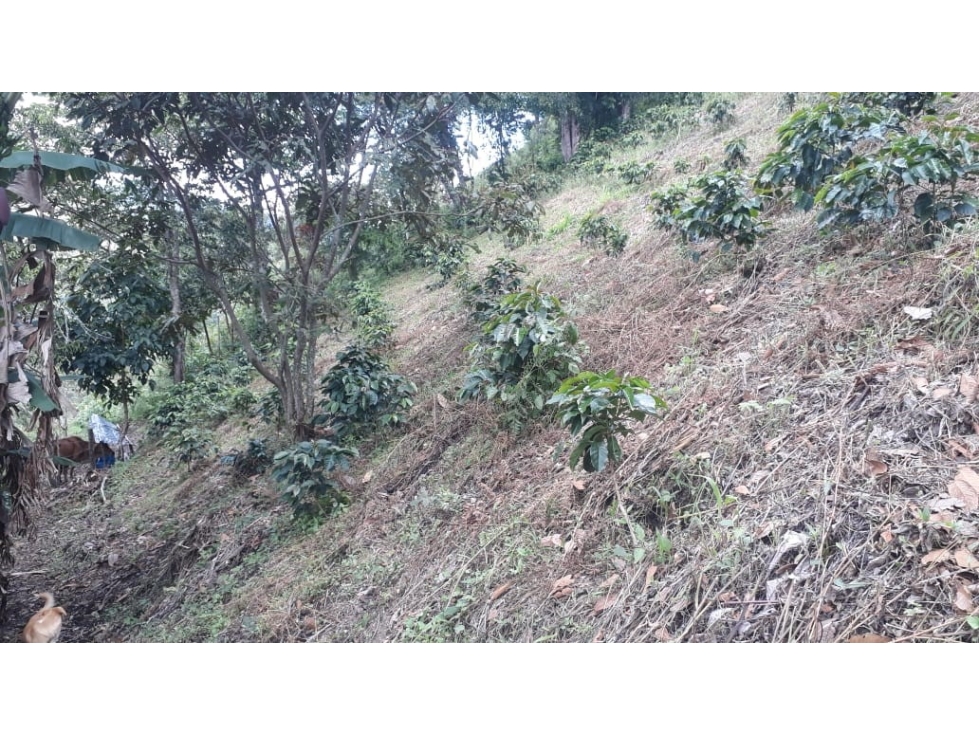 FINCA EN VENTA UBICADA EN BELÉN DE UMBRÍA RISARALDA - 2
