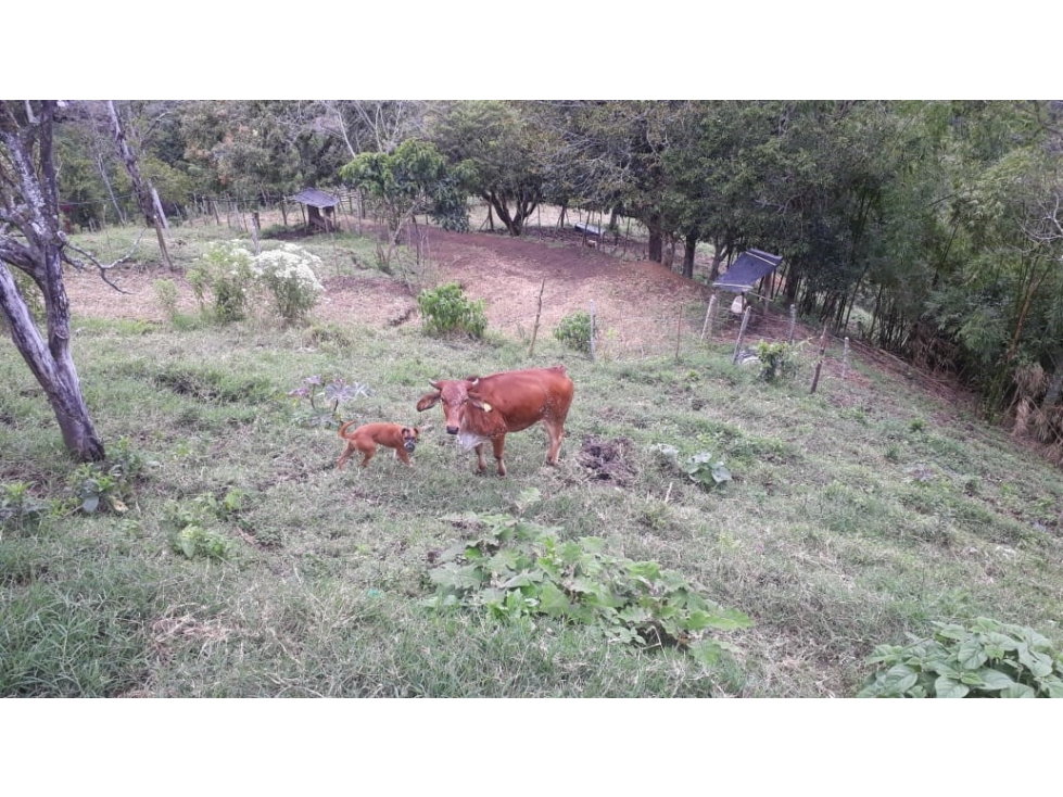 FINCA EN VENTA UBICADA EN BELÉN DE UMBRÍA RISARALDA - 1