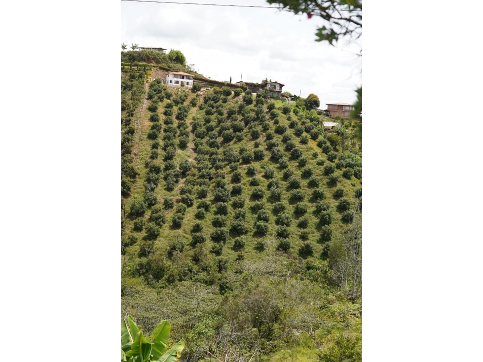 VENTA FINCA EN MARINILLA — foto 4
