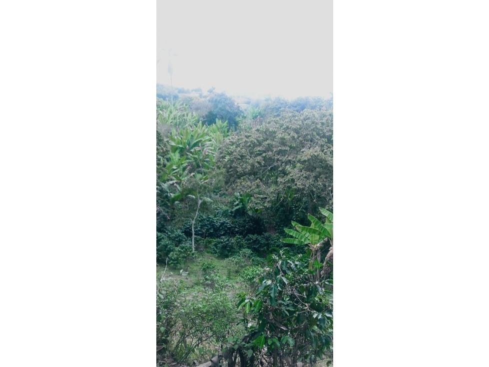 Se vende lote en la Vereda la Vigorosa, Vía fenicia - 4