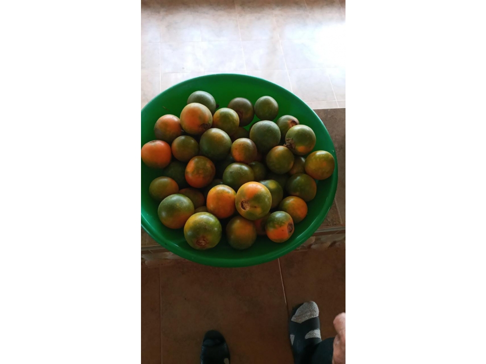 Se vende finca San Andrés, en Bitaco Valle del Cauca. - 6