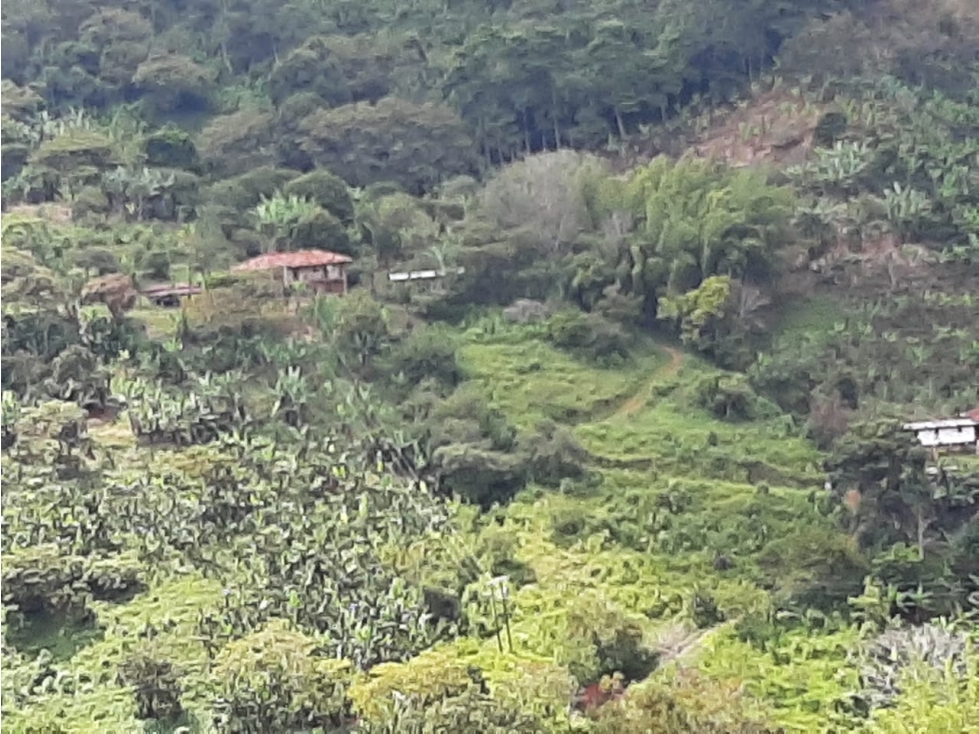 Se vende finca en la vereda los Cristales, Trujillo - 4