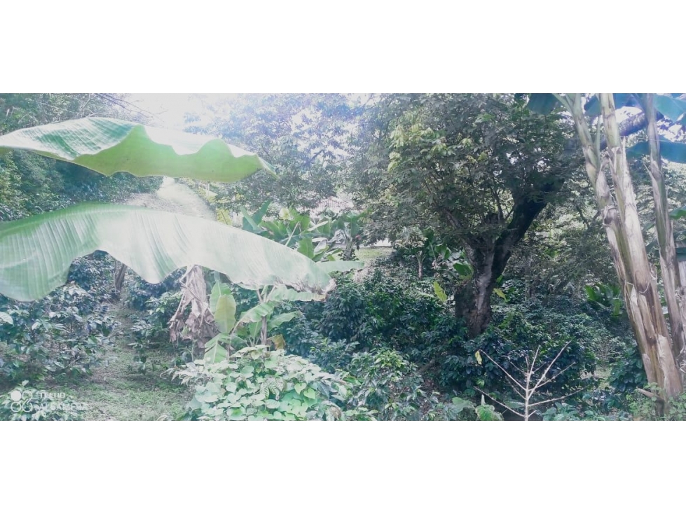 Se vende lote en la Vereda la Vigorosa, Vía fenicia - 6