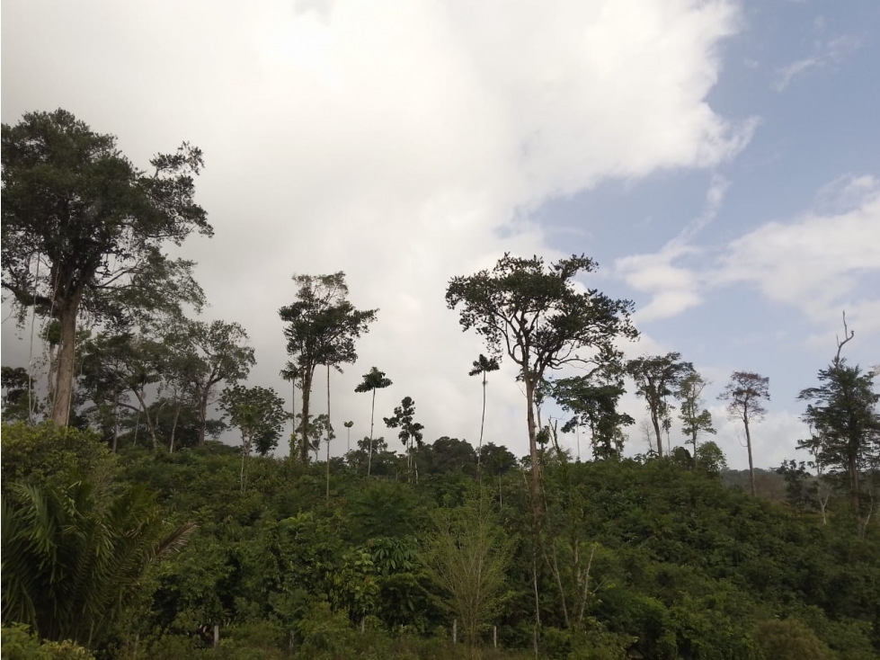 Se VENDE Finca en La Pintada, Coclé - 2