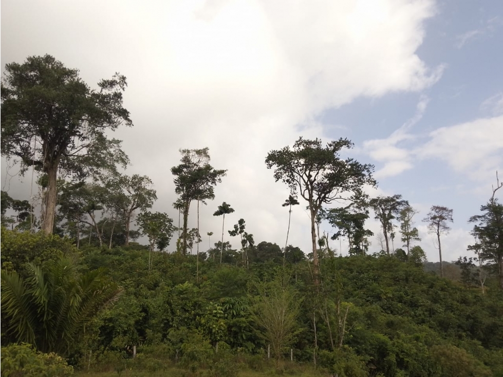 Se VENDE Finca en La Pintada, Coclé - 3