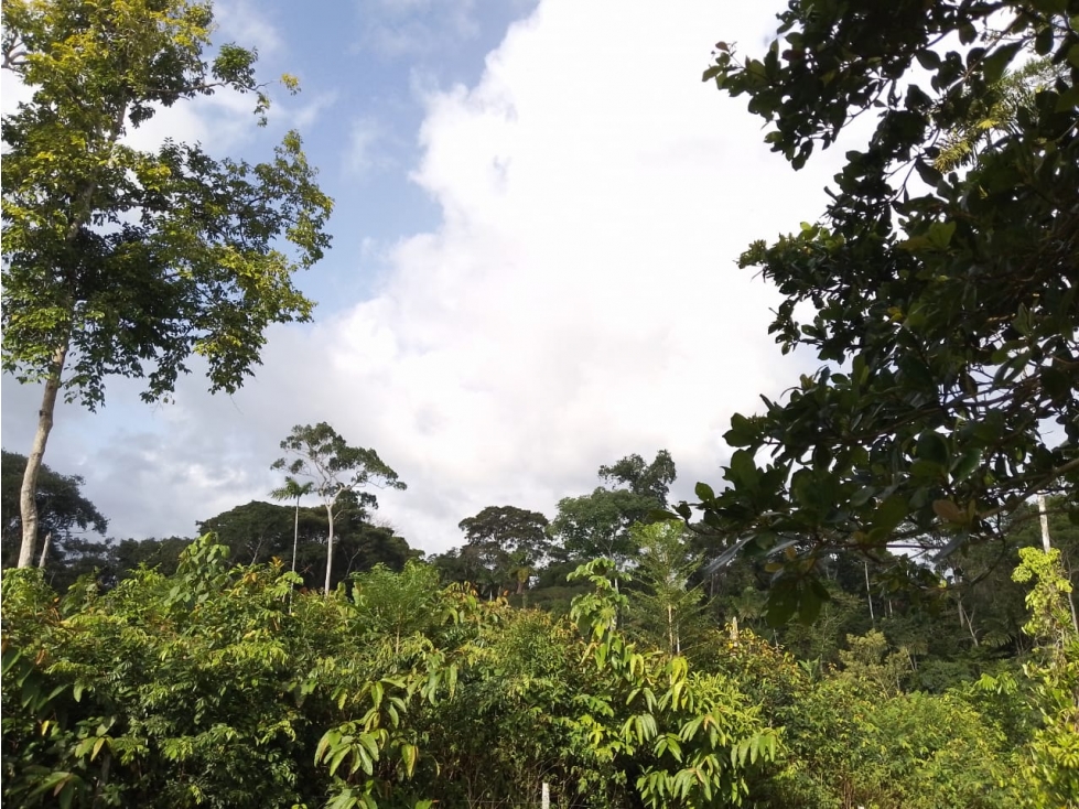 Se VENDE Finca en La Pintada, Coclé - 4