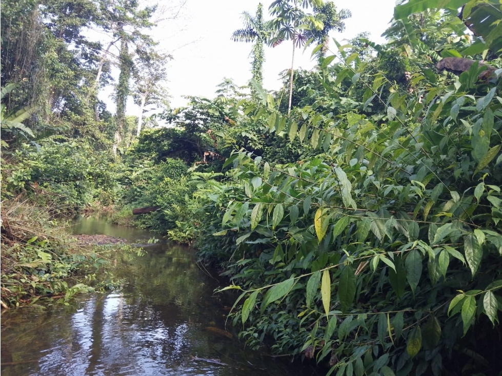 Se VENDE Finca en La Pintada, Coclé - 6