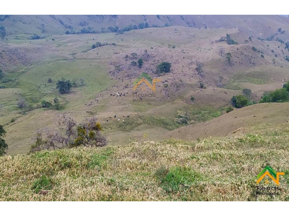 Vendo Finca productiva de 550 cuadras en venta Betulia, Antioquia - 2