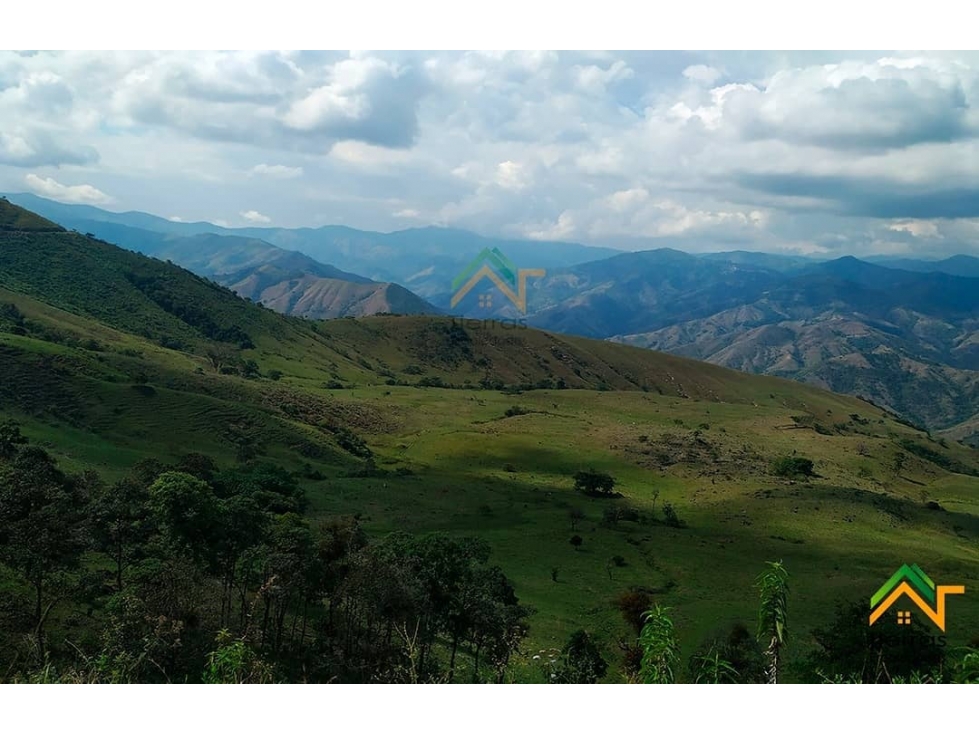Vendo Finca productiva de 550 cuadras en venta Betulia, Antioquia - 3