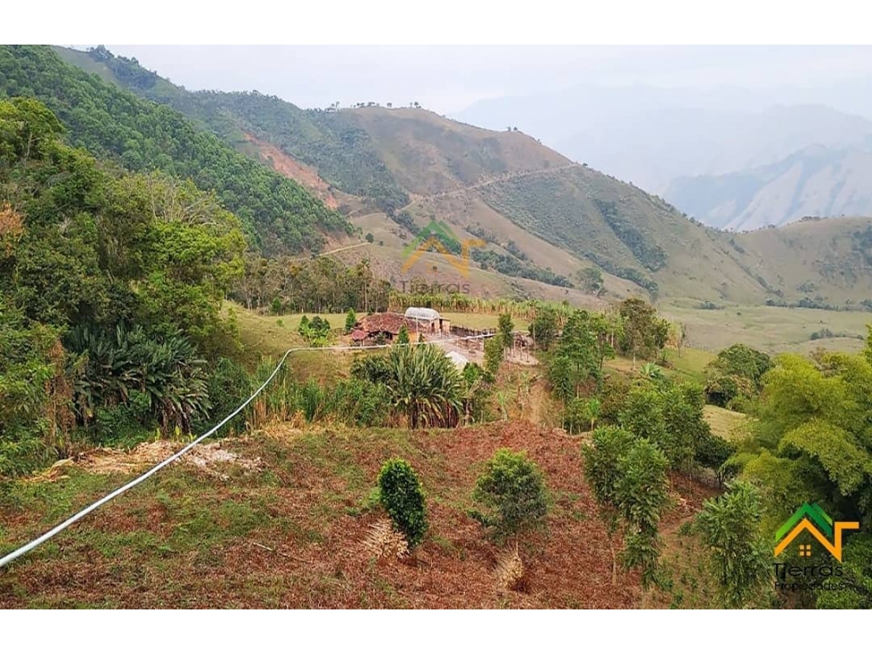 Vendo Finca productiva de 550 cuadras en venta Betulia, Antioquia - 6