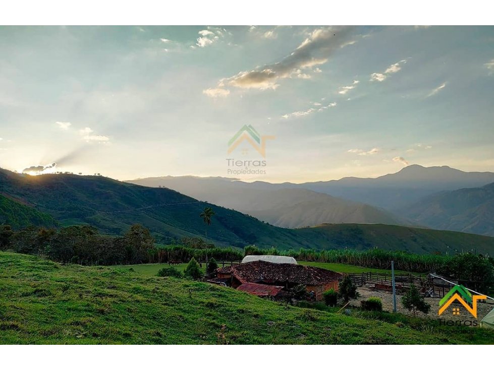 Vendo Finca productiva de 550 cuadras en venta Betulia, Antioquia - 5