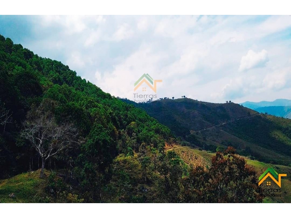 Vendo Finca productiva de 550 cuadras en venta Betulia, Antioquia - 4