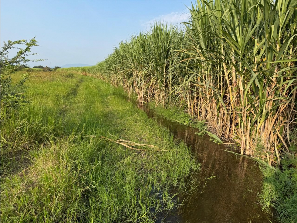 MACROLOTE EN VENTA A BORDO DE CARRETERA JOJUTLA GALEANA - 3