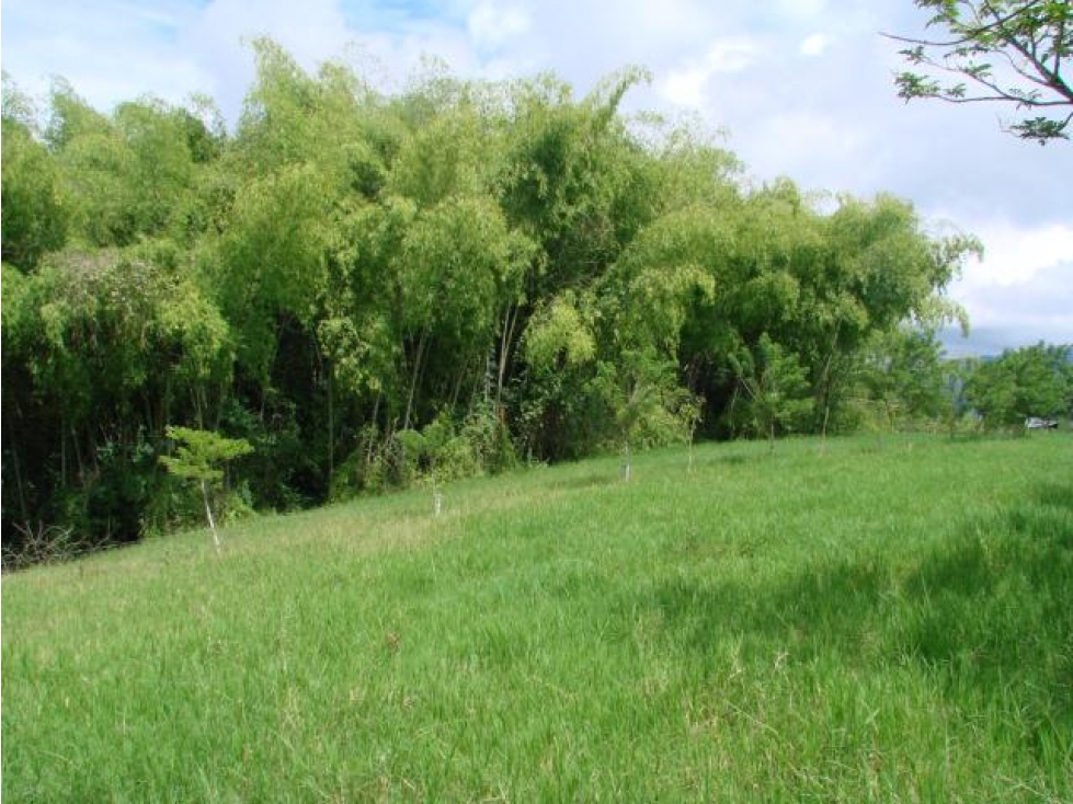 Vendo lindo lote en Montenegro, Quindio cerca al Parque del Café - 6