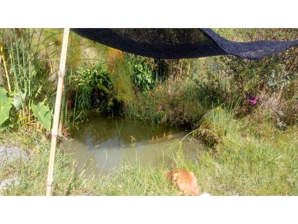 CON NACIMIENTO DE AGUA. Lote en el Carmen de Viboral- Vereda la Chapa — foto 6