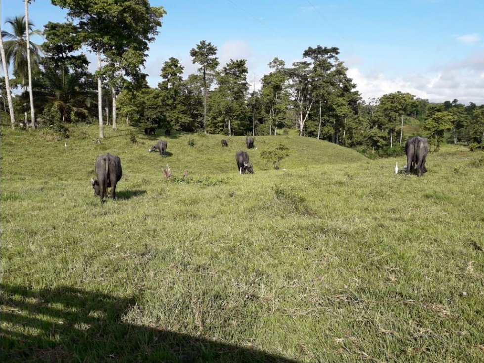 Finca Ganadera en Venta Cimitarra, Santander - 1