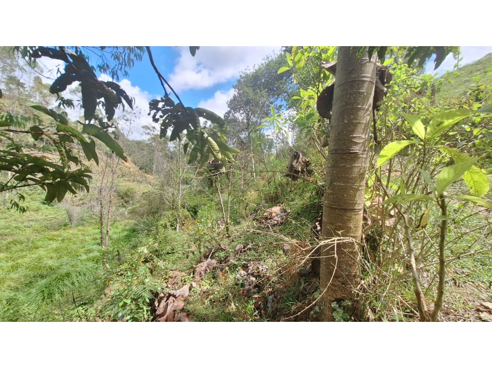 LOTE URBANIZADO VDA CHAPARRAL A 10 KM AUT.MEDELLIN-BOGOTA — foto 6